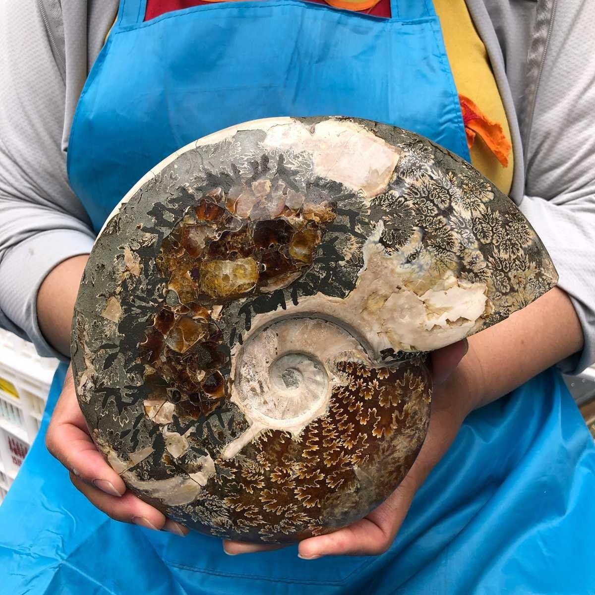 3.8LB Polishing and Restoration of Natural Conch Specimens from Madagascar 4620