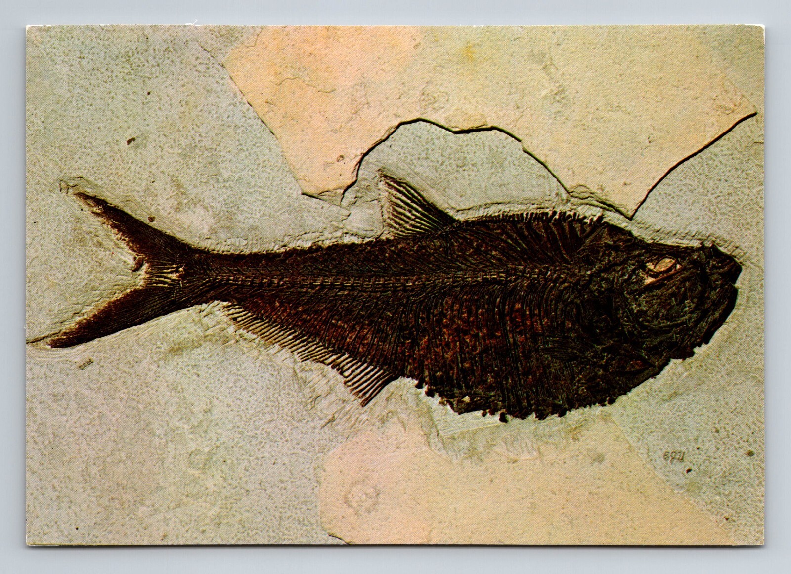 Ulrich\'s Preparatory Diamondville Wyoming Postcard Diplomystus Fossil Vintage 