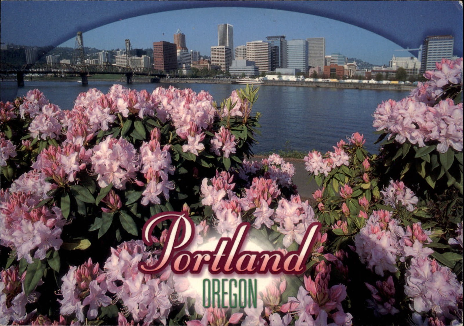 Oregon Portland pink azaleas bridge skyline Willamette River ~ postcard sku967