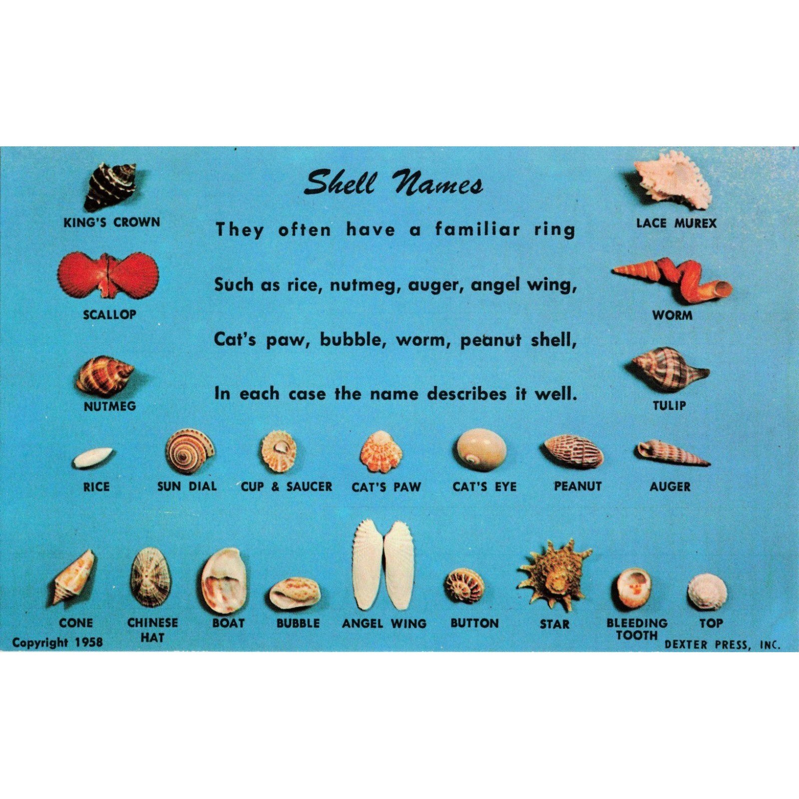 Vintage 1958 Dexter Press Shell Names Educational Chrome Postcard DT-17474-B