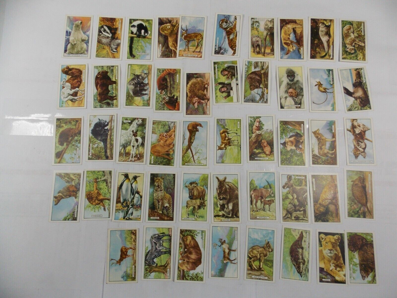 Gallaher Cigarette Cards Wild Animals 1937 Complete Set 48