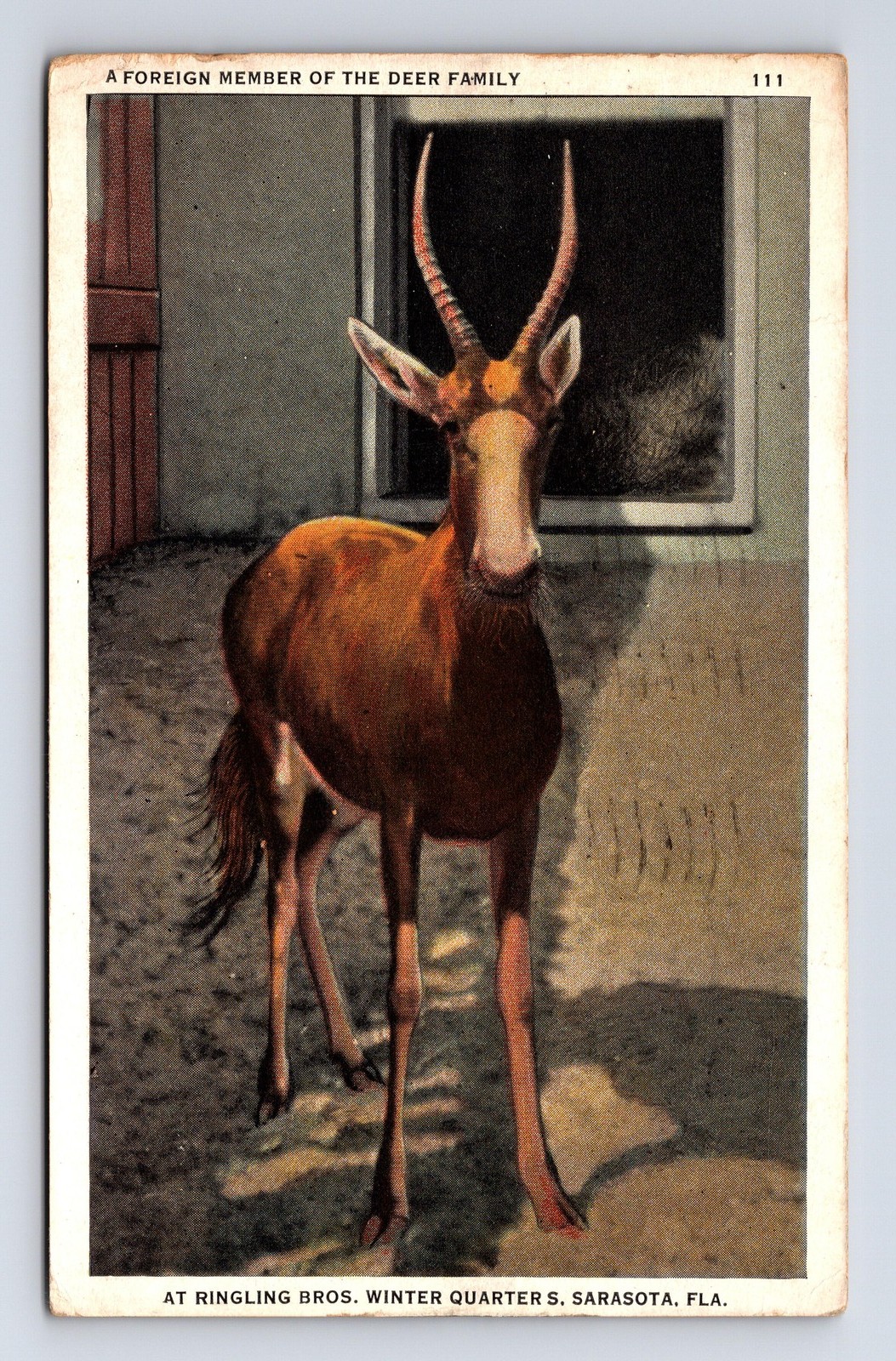 African Blesbok Antelope Foreign Member Deer Family Ringling Bros Postcard