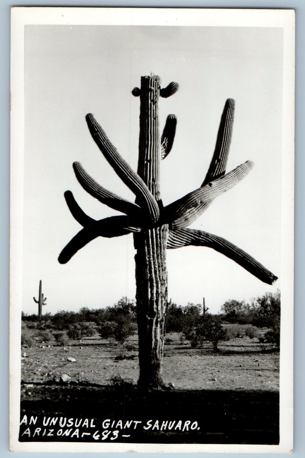 c1940\'s An Unusual Giant Sahuaro Arizona AZ RPPC Photo Unposted Vintage Postcard