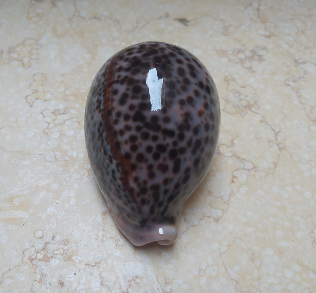 F cypraea pantherina GEM HUGE SIZE 97.2 mm F++++ specimen NICE red sea shell F cypraea pantherina GEM HUGE SIZE 97.2 mm F++++ specimen NICE red sea shell