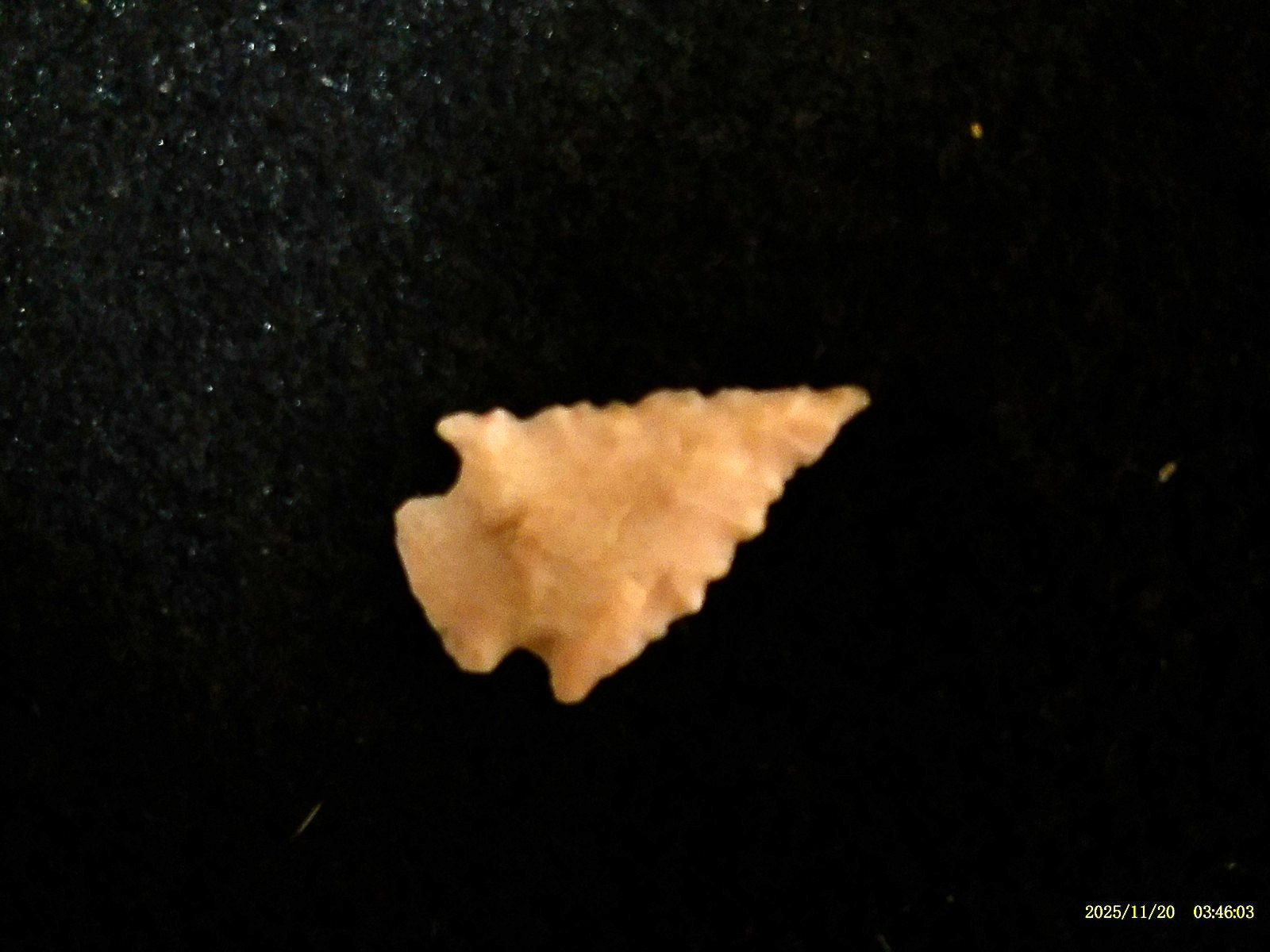 Authentic West Texas Bird Point Arrowhead, Indian Artifacts *FREE SHIPPING* PR77