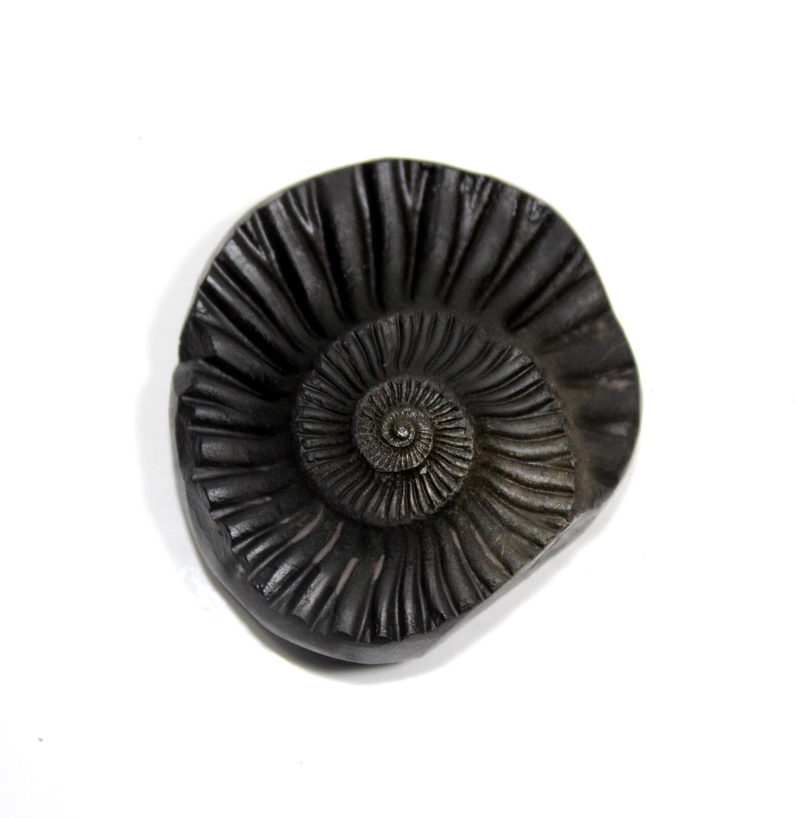 Auspicious Sampurna Sudarshan Shaligram Wt-61 gram  Size 2.00 inch