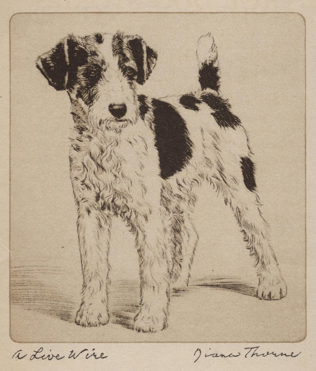 Wire Fox Terrier - CUSTOM MATTED - Vintage Dog Art Print - 1936 Diana Thorne
