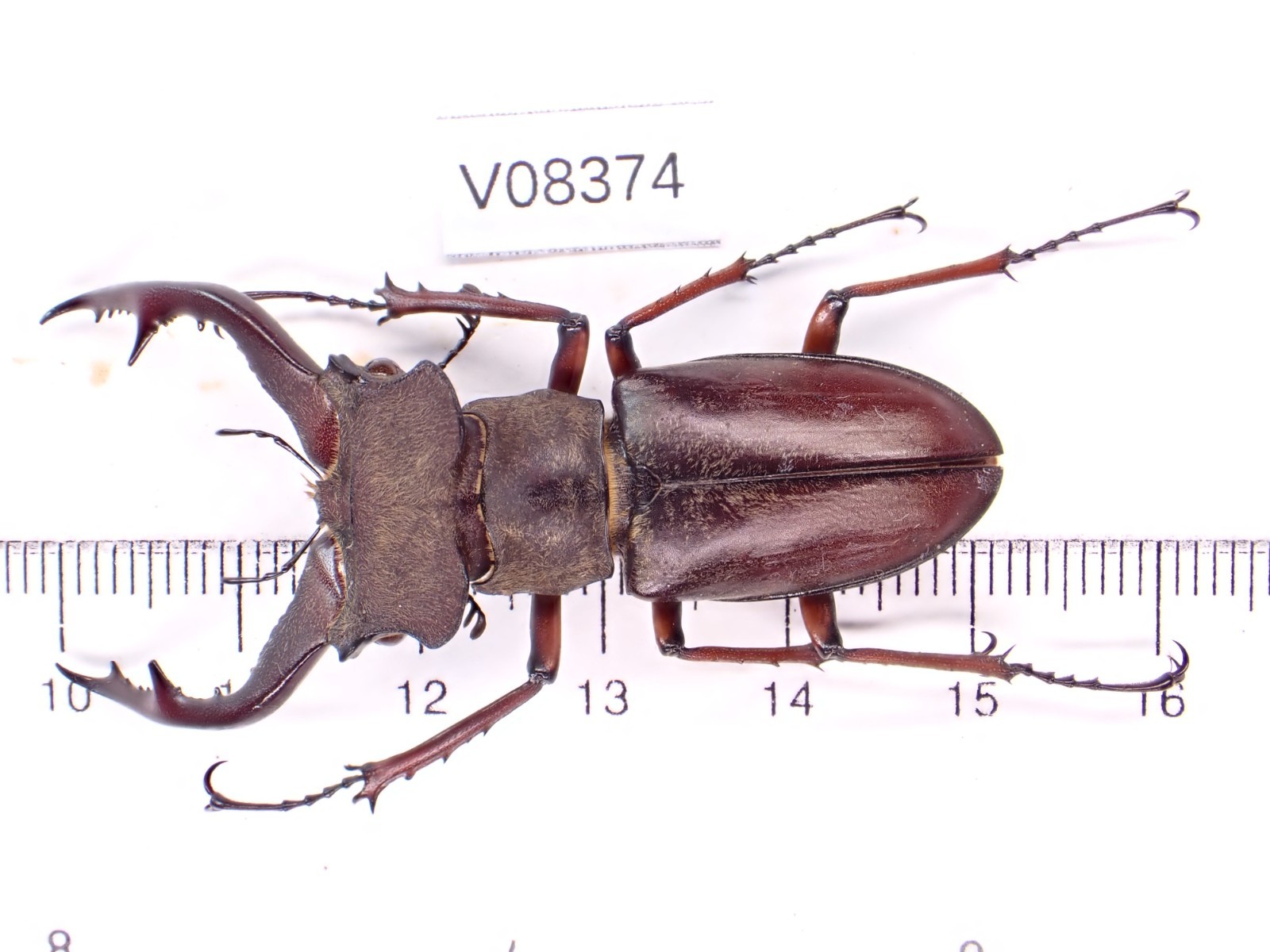 V08374. Unmounted insects, Lucanidae: Lucanus Gradivus sp. North Vietnam