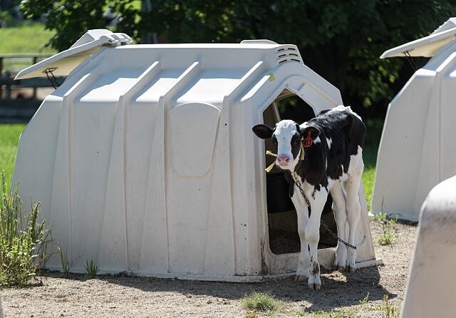 Photo:Cashton Wisconsin 2016 Calf in Dairy Farm Calf Hut Hutch