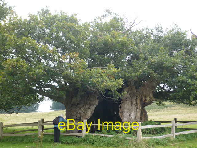 Photo 6x4 Queen Elizabeth oak, Cowdray Park, near Lodsworth Leggatt Hill  c2008