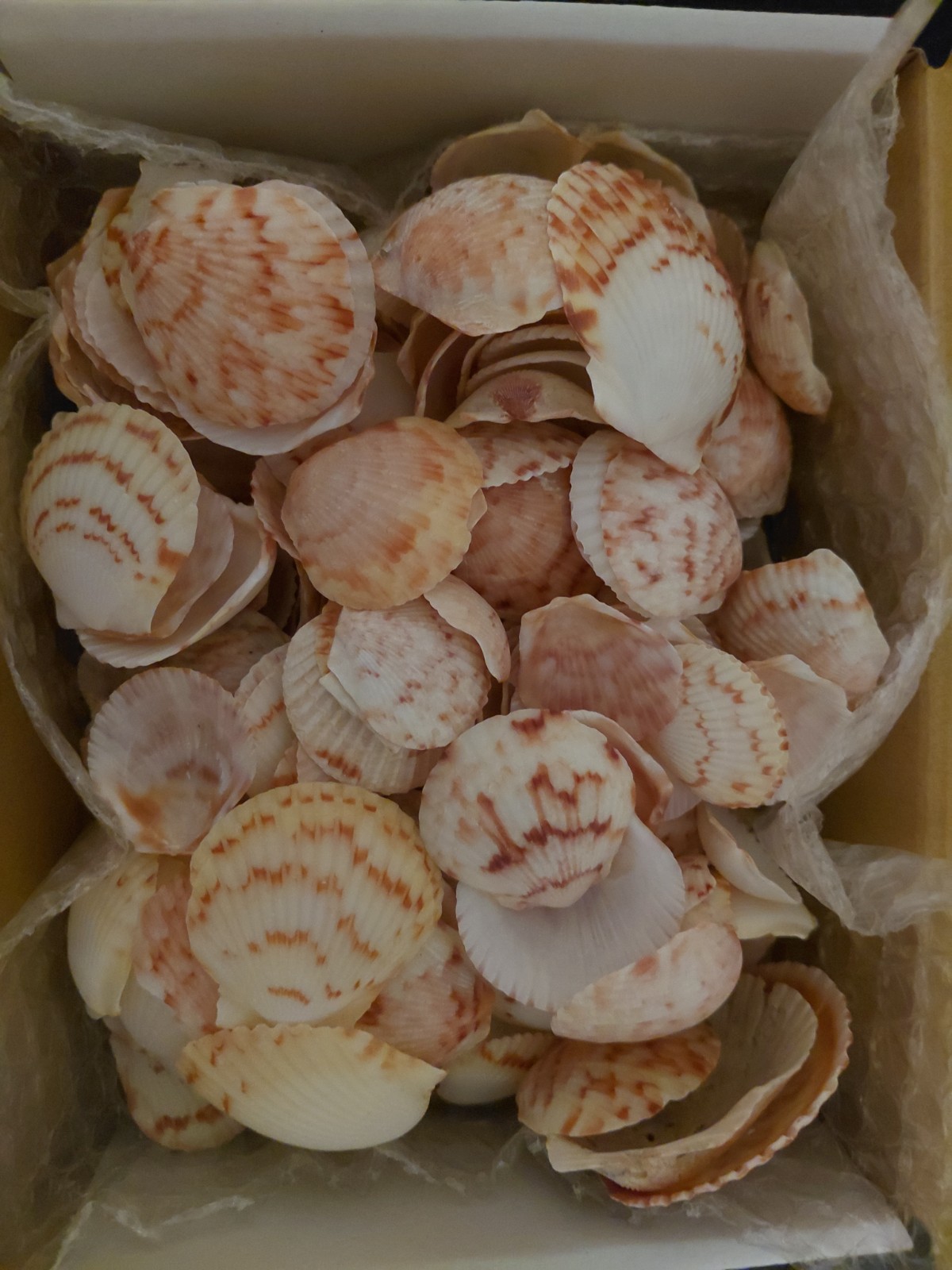 200 + PCS Scallop Sea Shells - Crafting, Arts, DIY pretty colors