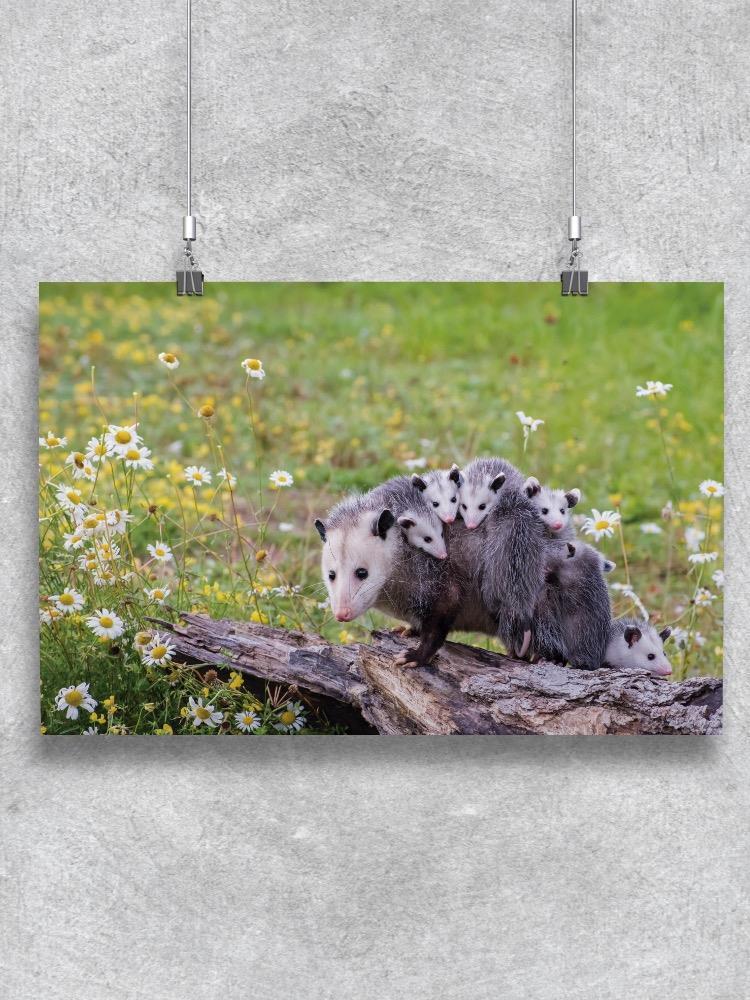 Mother Opossum Poster - Image by Shutterstock