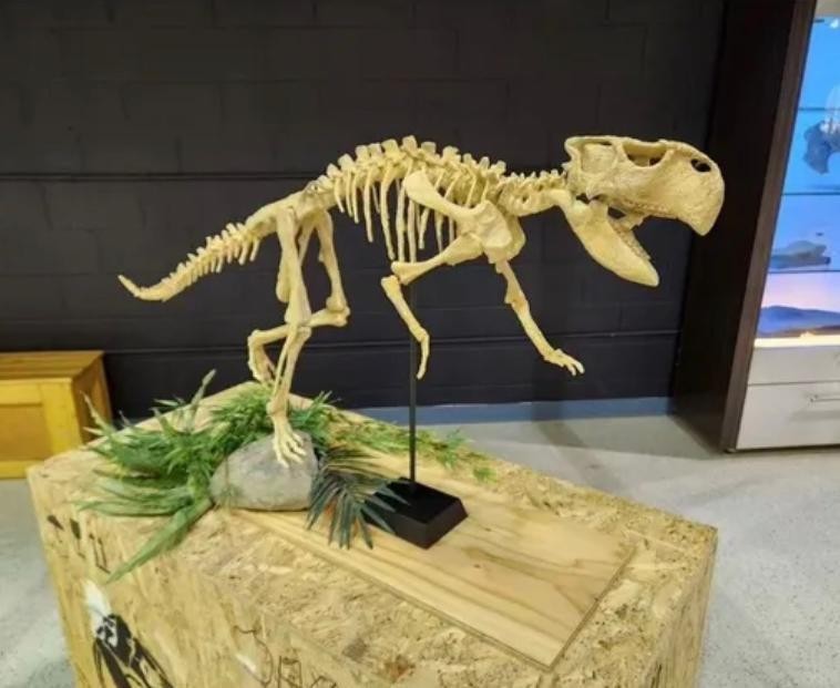 1:1 Lifesize Psittacosaurus Skeleton 3D Printed - White PLA Dinosaur Replica