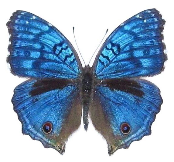 Precis rhadama MALE blue buckeye butterfly Africa UNMOUNTED/WINGS CLOSED