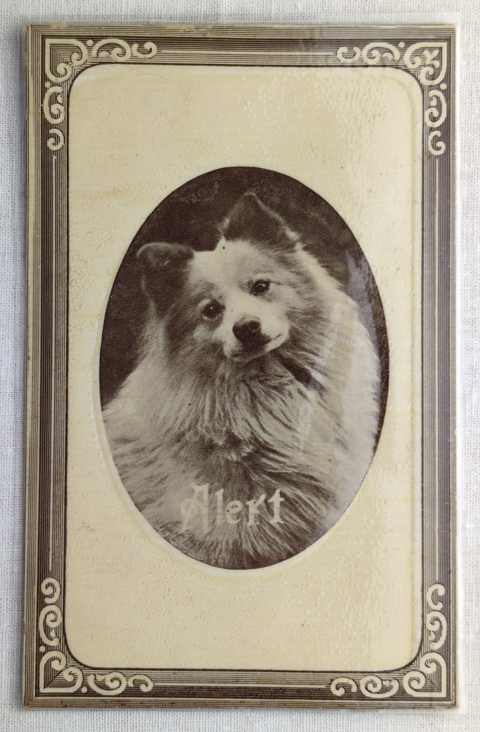 Antique Pomeranian Spitz Dog \