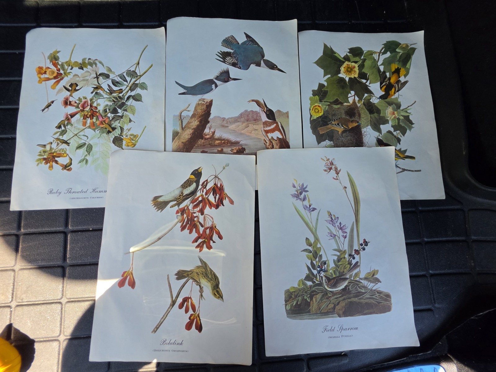 Lot of 5 Prints from BIRDS OF AMERICA - JAMES J AUDUBON - Suitable for Framing 