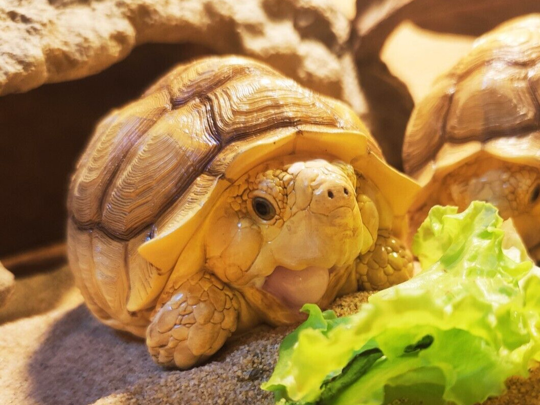 Animal Heavenly Body Tortoise Female 02 African Spurred Turtle Statue