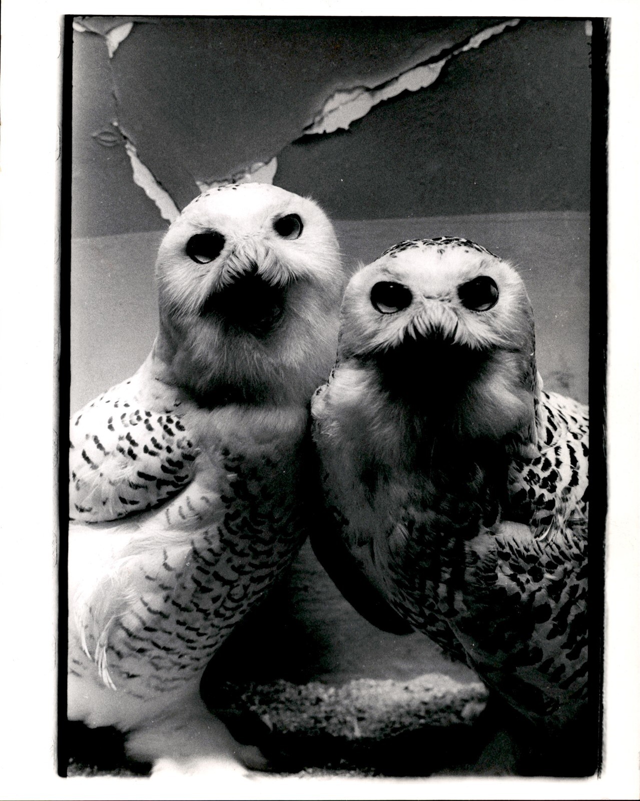 LG46 1969 Original Photo SNOW OWLS Birds Beautiful Feathers Large Piercing Eyes LG46 1969 Original Photo SNOW OWLS Birds Beautiful Feathers Large Piercing Eyes