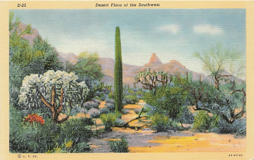 Postcard AZ: Desert Flora of the Southwest, Arizona Linen