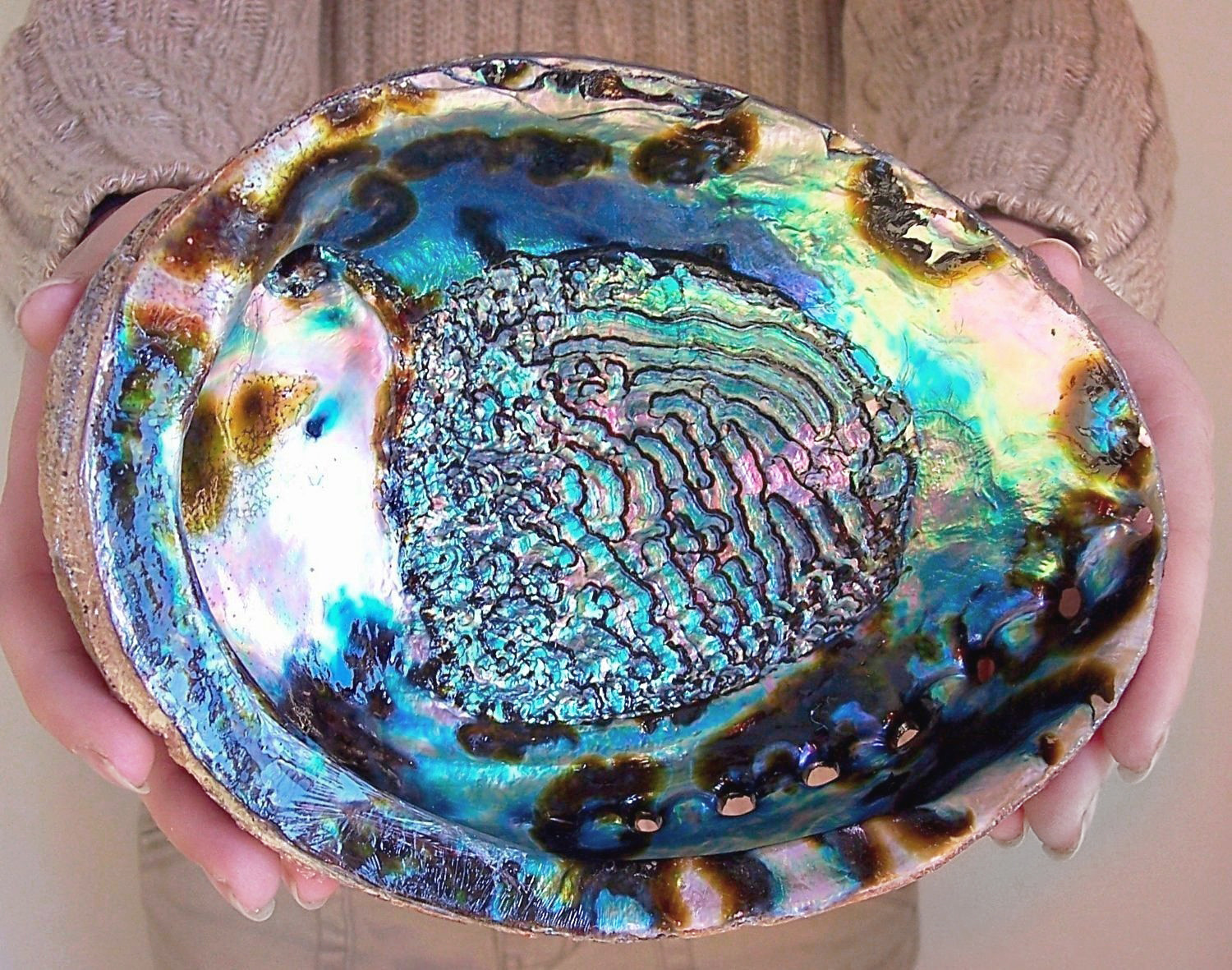 Abalone Shell Polished 