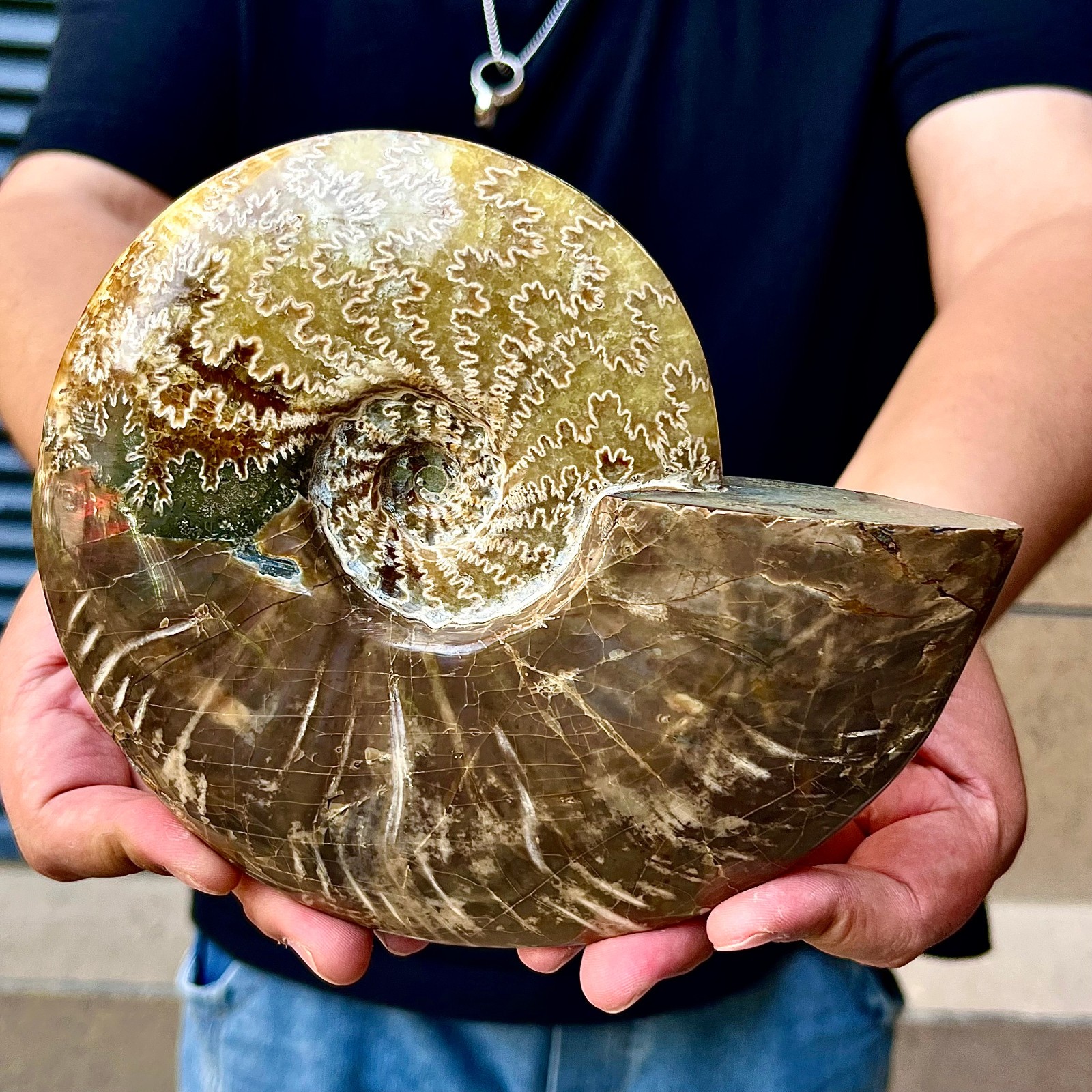 2.79LB Rare natural polished Natural conch fossil specimens of Madagascar