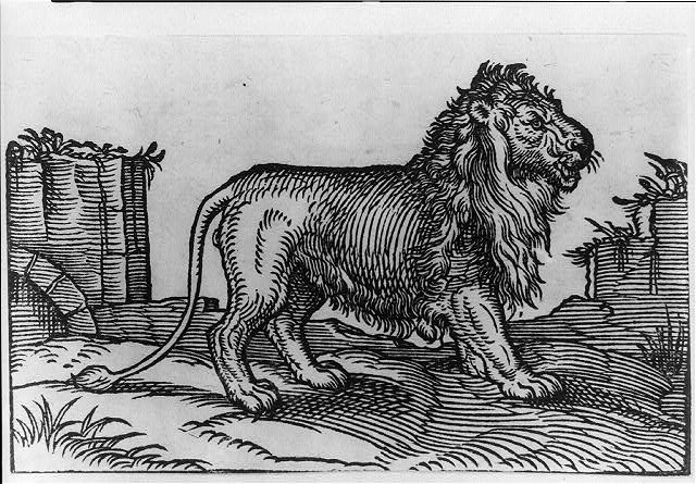 Photo:[Lion]