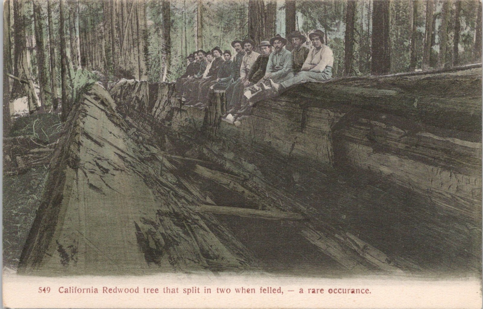 Lithograph California Logging Lumber Men on Redwood Split When Felled 1910s