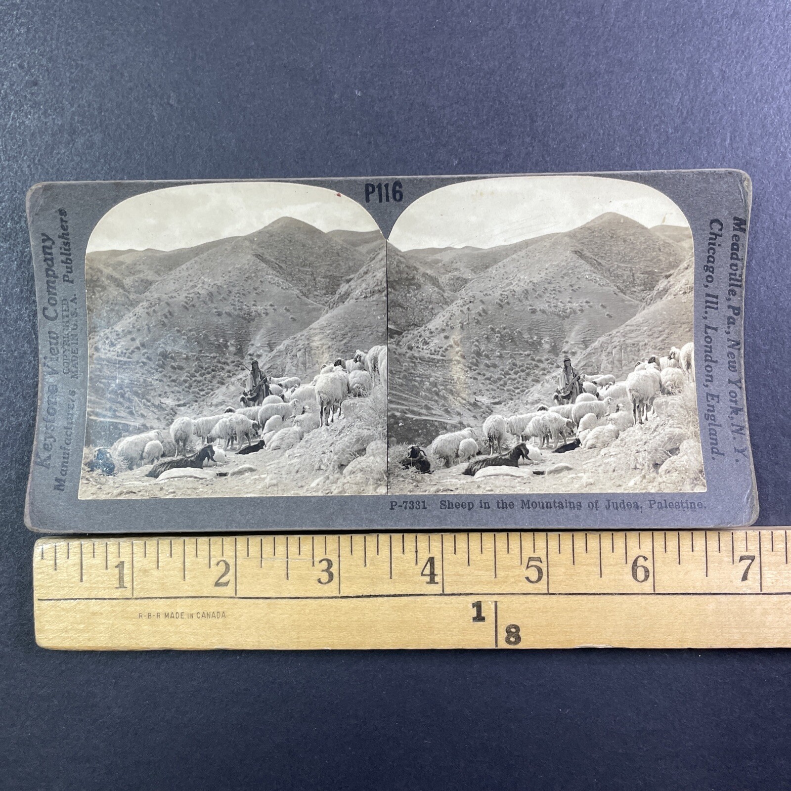 Sheep in Mountains of Judea Stereoview Keystone View Co Palestine 1900s Curved Sheep in Mountains of Judea Stereoview Keystone View Co Palestine 1900s Curved