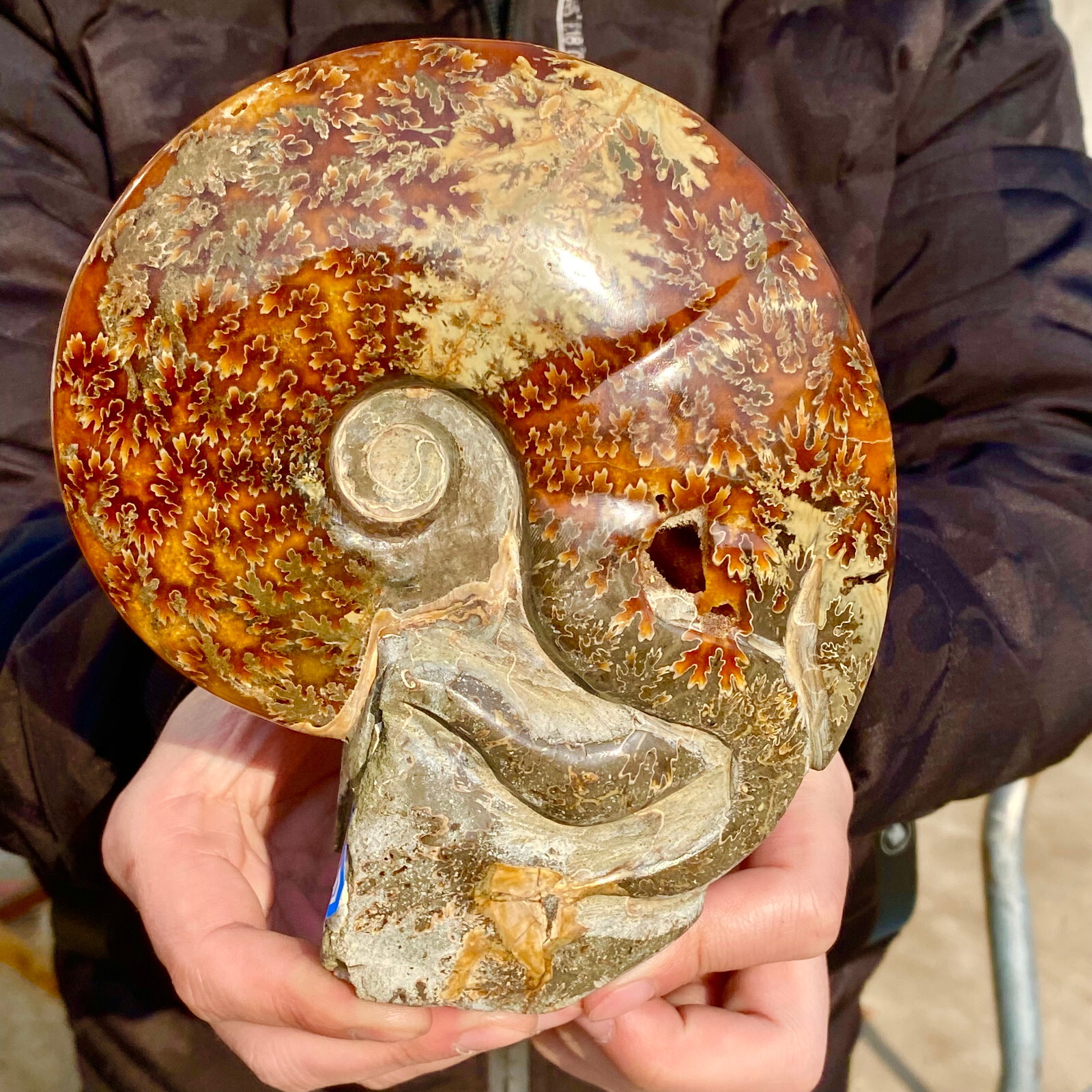 1.74LB Rare natural polished Natural conch fossil specimens of Madagascar