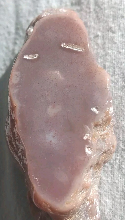Petrified Wood Agatized  Limb Cast Vibrant Color Purple Red Glass Like Polish   