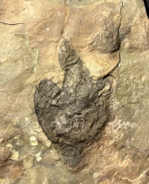 RARE 2 DINOSAUR FOSSIL FOOTPRINT TRACKS ATREIPUS FOSSIL NJ 200 MYO
