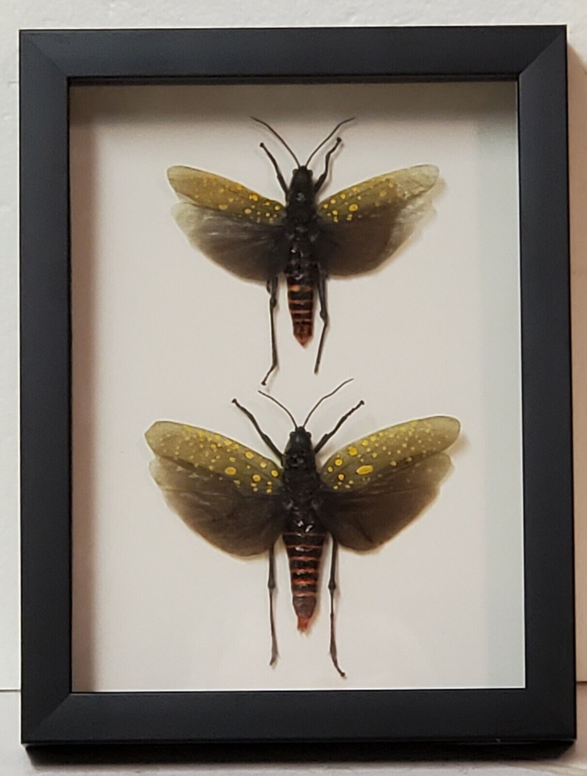 Real framed pair  Northern spotted grasshopper from Southeast Asia 