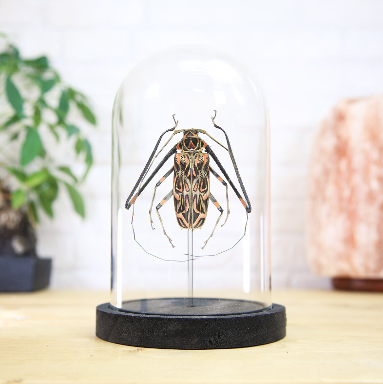 Harlequin Beetle (Acrocinus longimanus) Entomology Taxidermy Glass Bell Jar