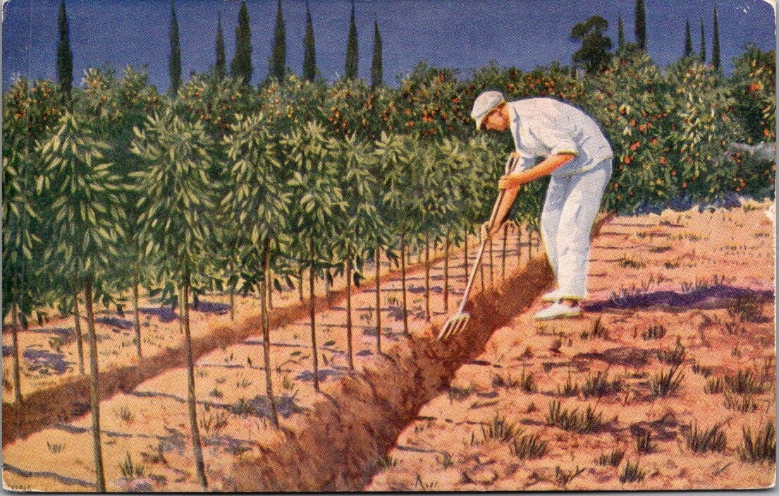 Farmer Tending to YOUNG JAFFA ORANGE TREES Palestine Postcard