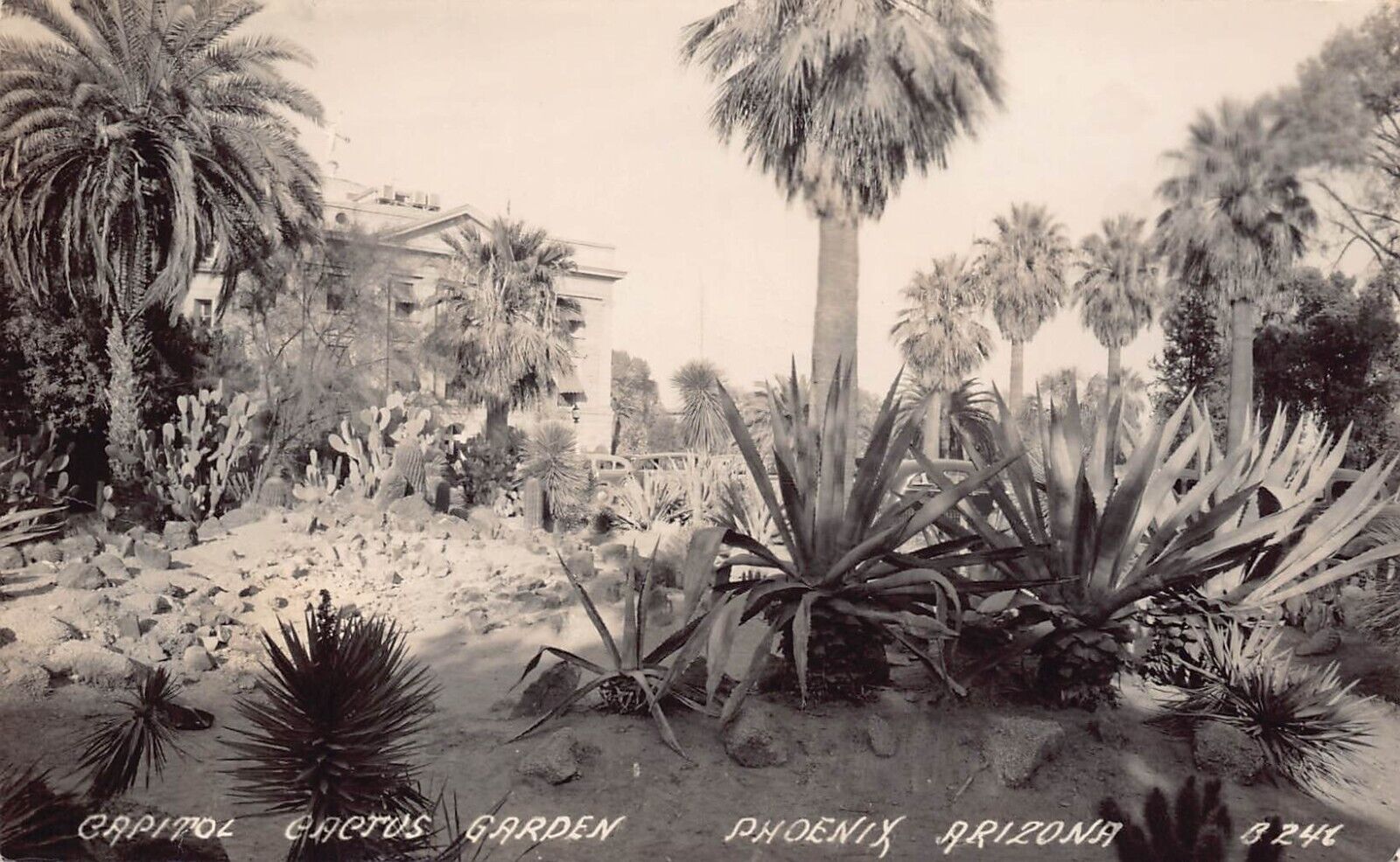 RPPC Phoenix Arizona State Capitol Cactus Garden Photo Vtg Postcard B61