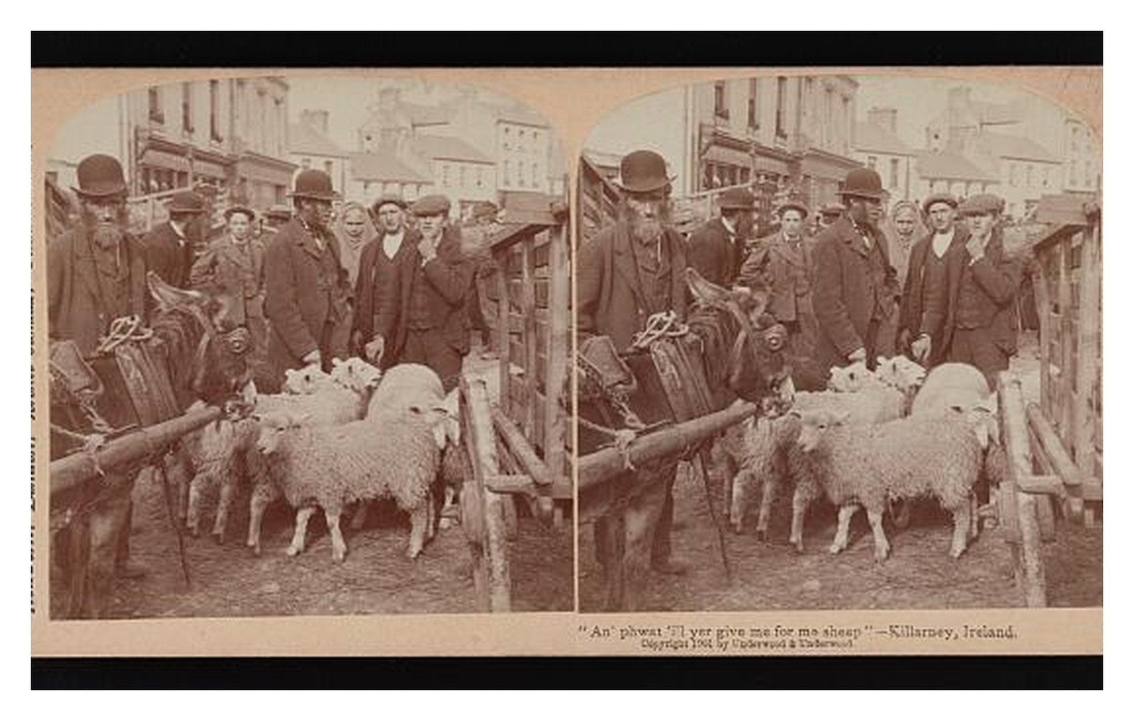 Killarney Ireland Sheep Seller Standard Postcard