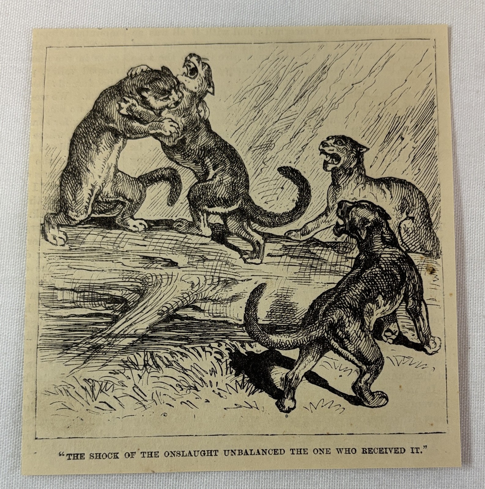 1884 magazine engraving ~ WILD COUGARS FIGHTING WITH EACH OTHER ON A LOG