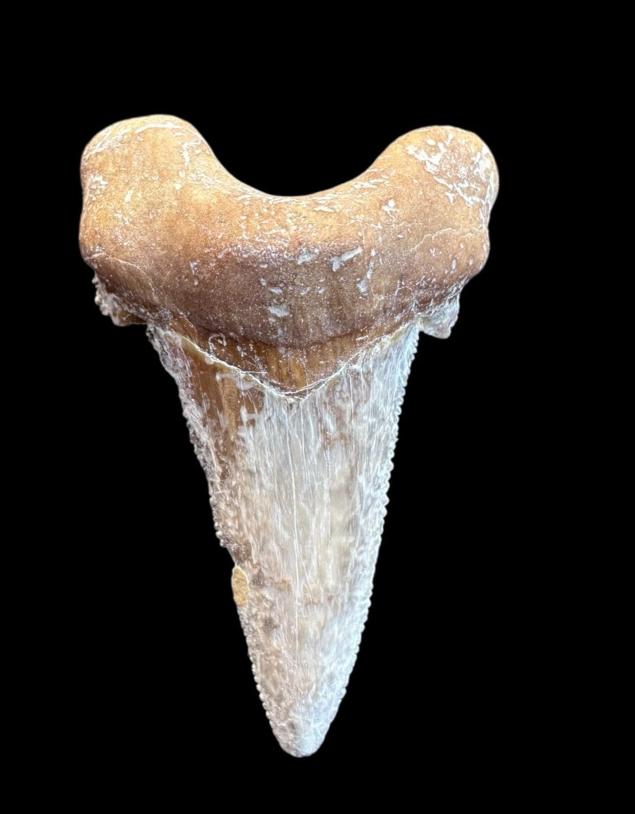 Fascinating Auriculatus Sokolovi shark tooth, Dinosaur tooth from Morocco, Meg