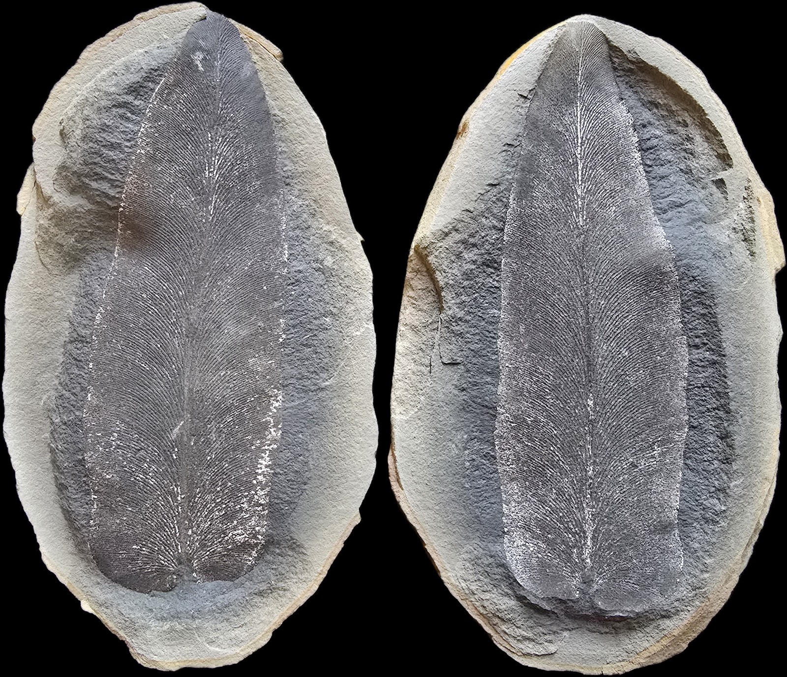 Mazon Creek Fossil Macroneuropteris Fern Leaf Large Illinois Fossil 🌿