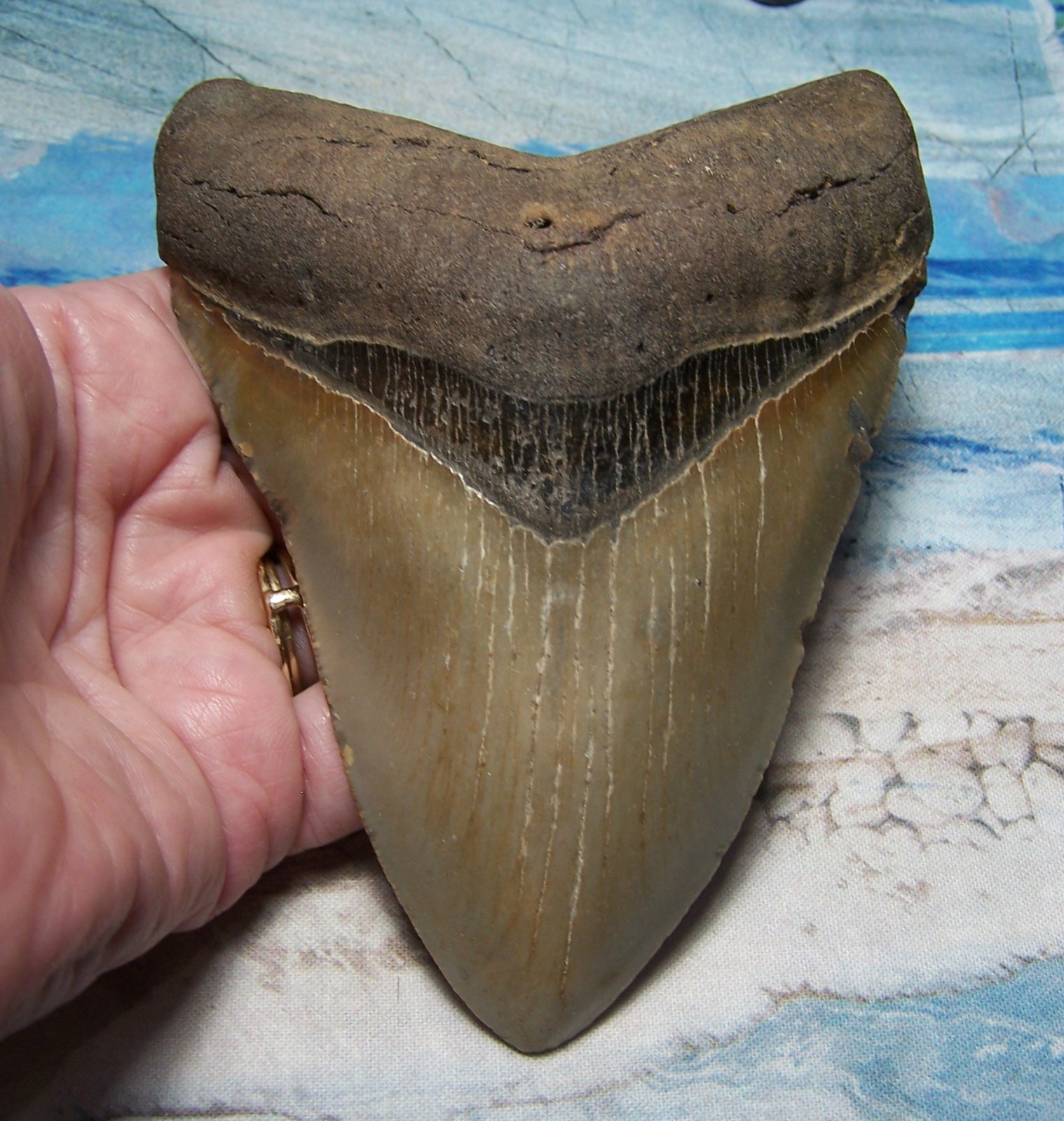 MEGALODON Shark Tooth 4 15/16
