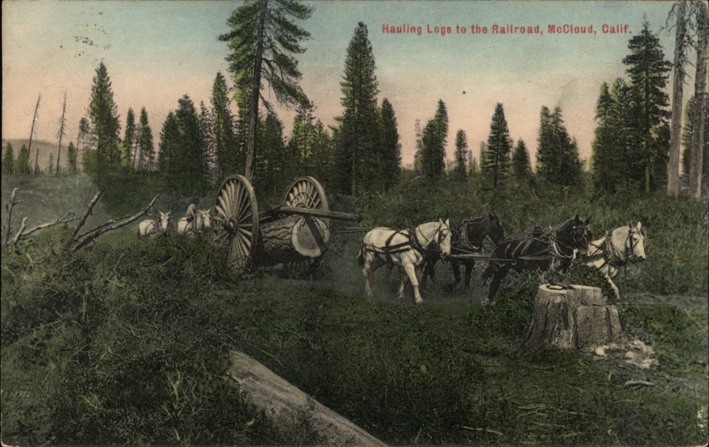 Hauling Logs to Railroad McCloud California vintage postcard t933