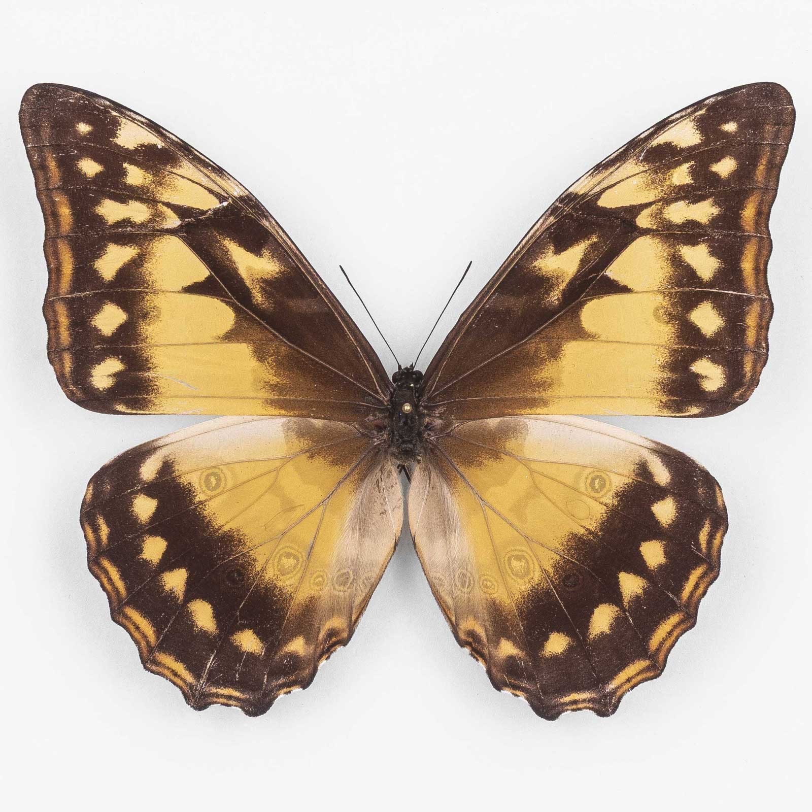 Morpho C. Cypris ♀ Colombia - Female - Nymphalidae Entomology