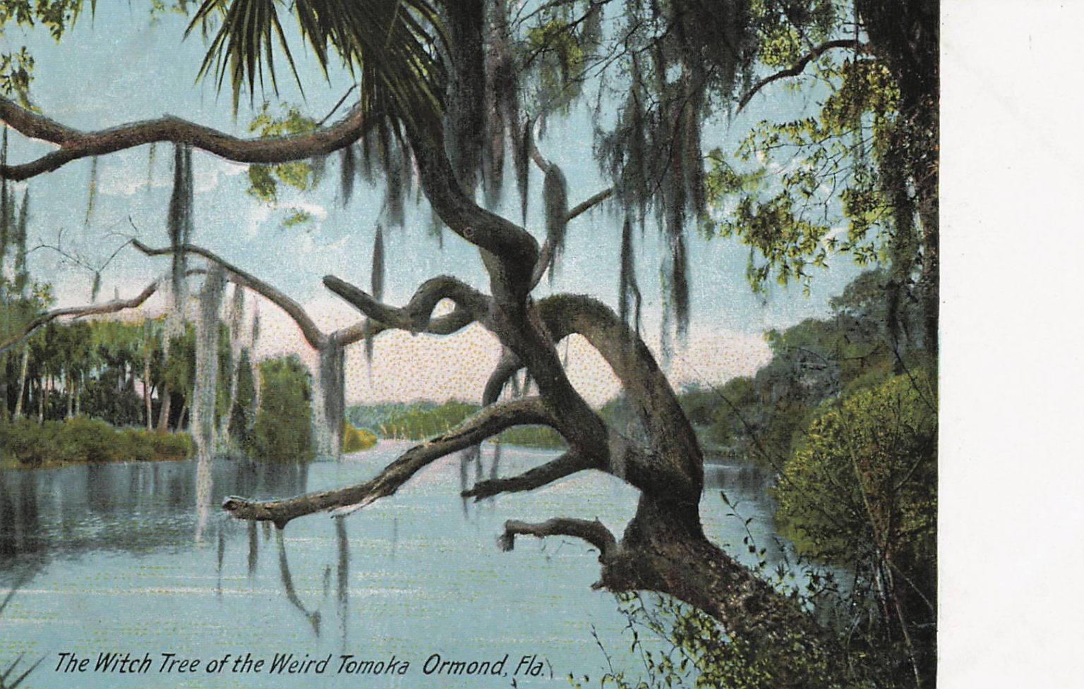 Witch Tree Weird Tomoka Ormond FL Postcard Hugh C Leighton Early 1900s