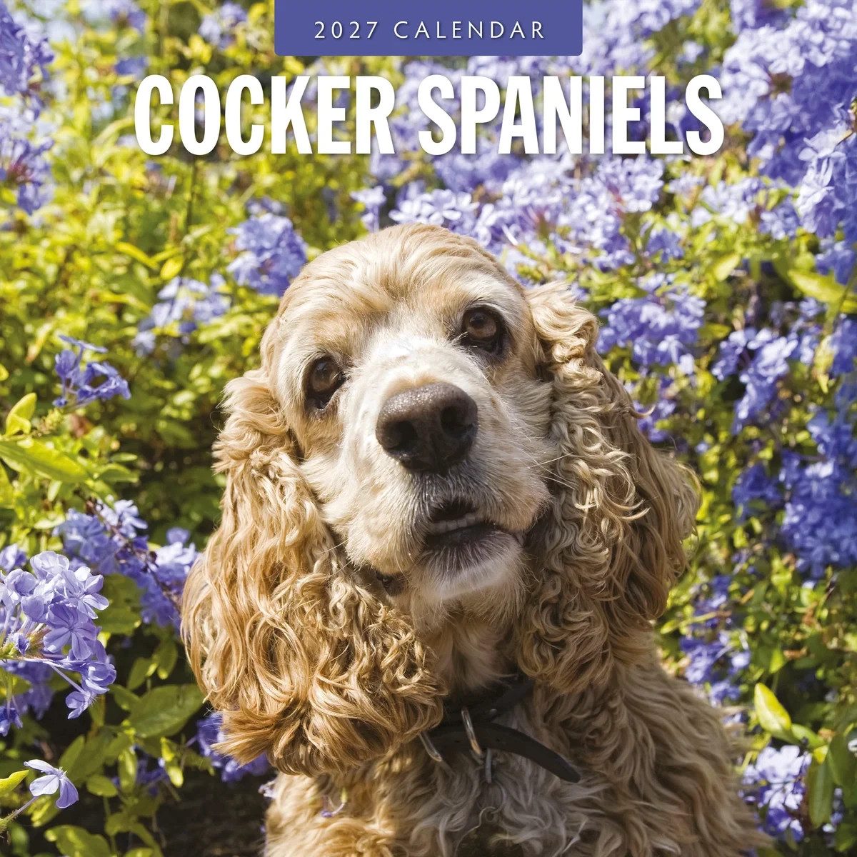 Cocker Spaniels 2027 Square Wall Calendar 30x30cm - Red Robin Publishing Cocker Spaniels 2027 Square Wall Calendar 30x30cm - Red Robin Publishing