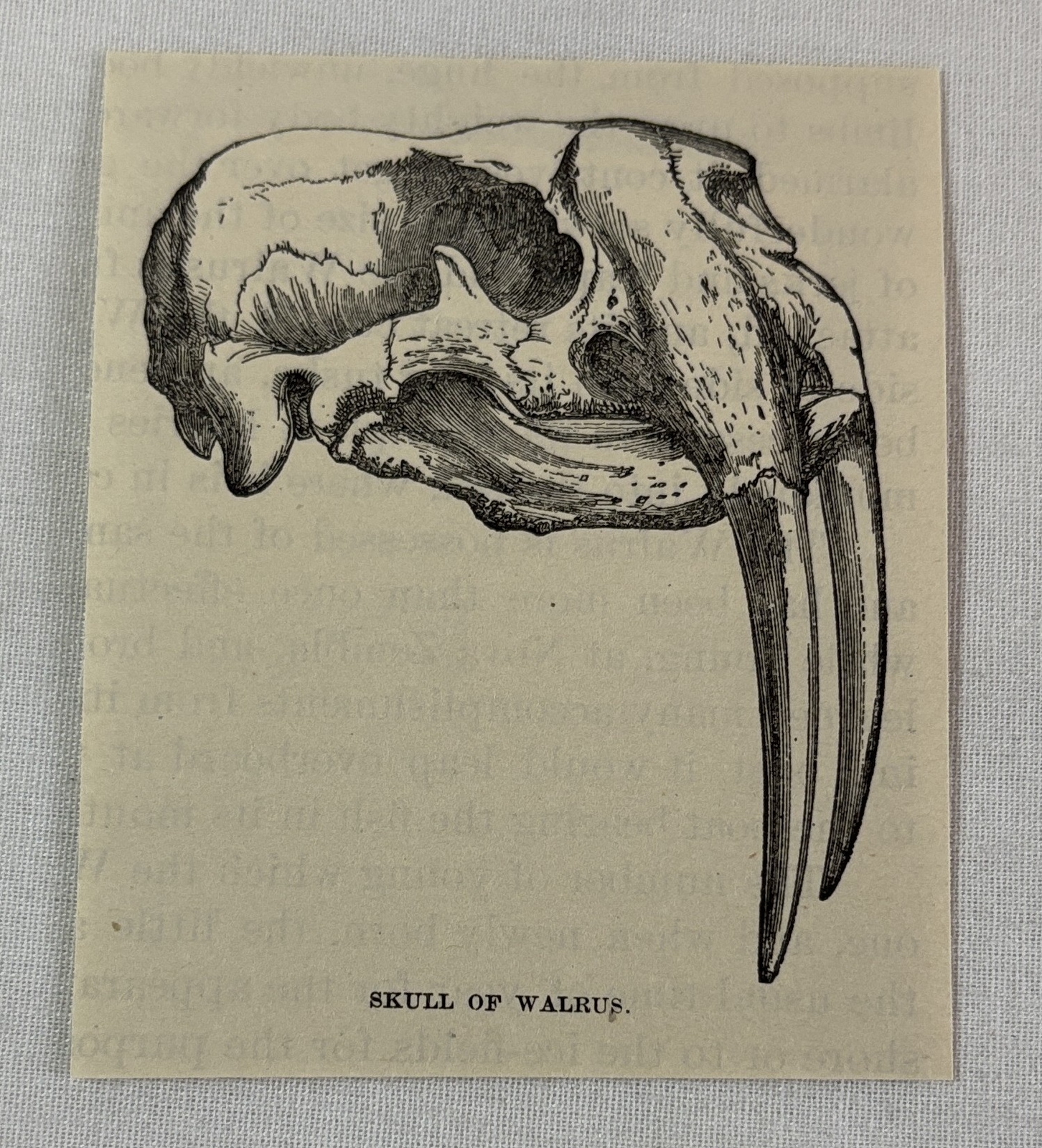 1885 book engraving ~ SKULL OF WALRUS