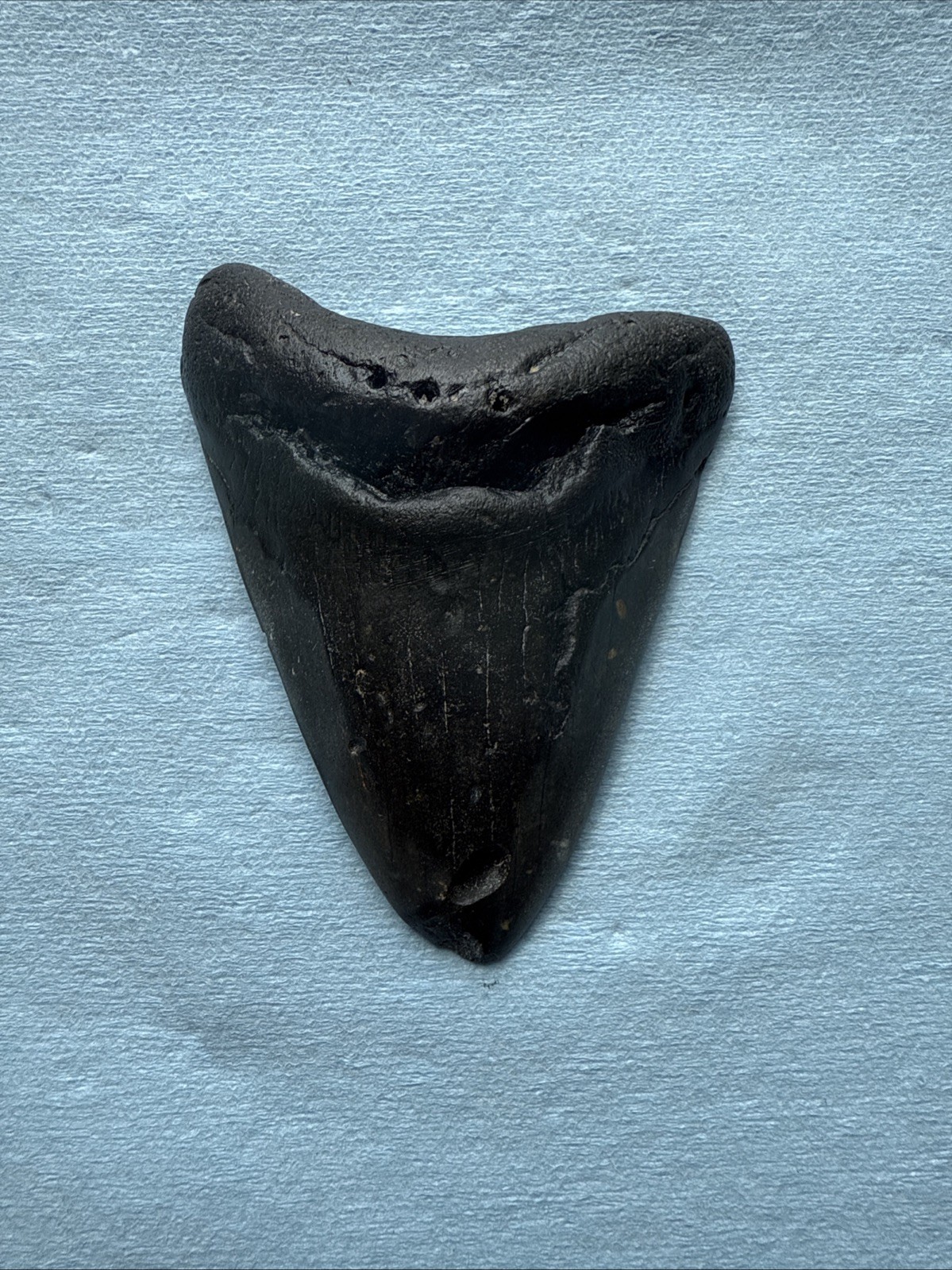 Megalodon Shark Tooth 4.32- inch Fossil NC #12A