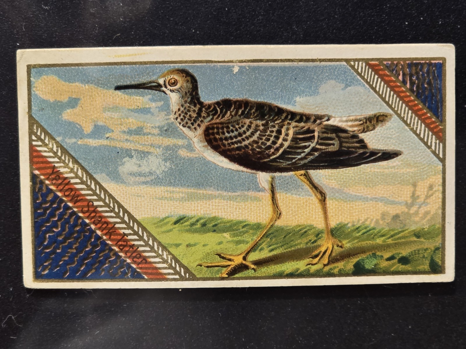 1889 ALLEN & GINTER, N13 GAME BIRDS: YELLOW SHANK TATLER (EXCELLENT)