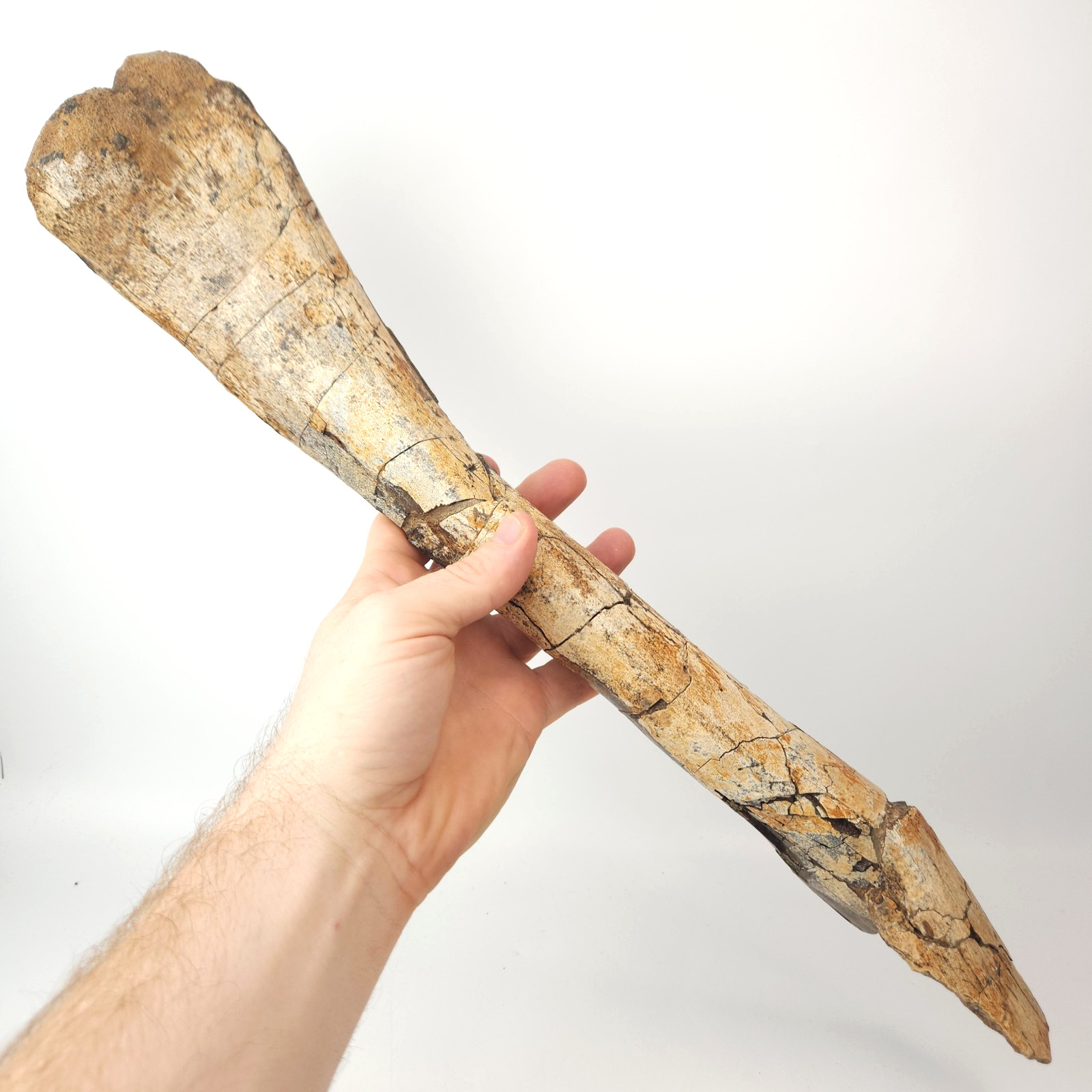 Hadrosaur Fibula Dinosaur Fossil Limb Segment - Judith River Fm. - Hill Co., MT