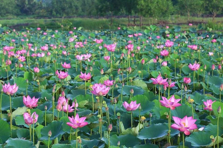 Nelumbo Nucifera 10 seeds (Sacred Lotus) – Aquatic Pond Plant / Lotus Flower