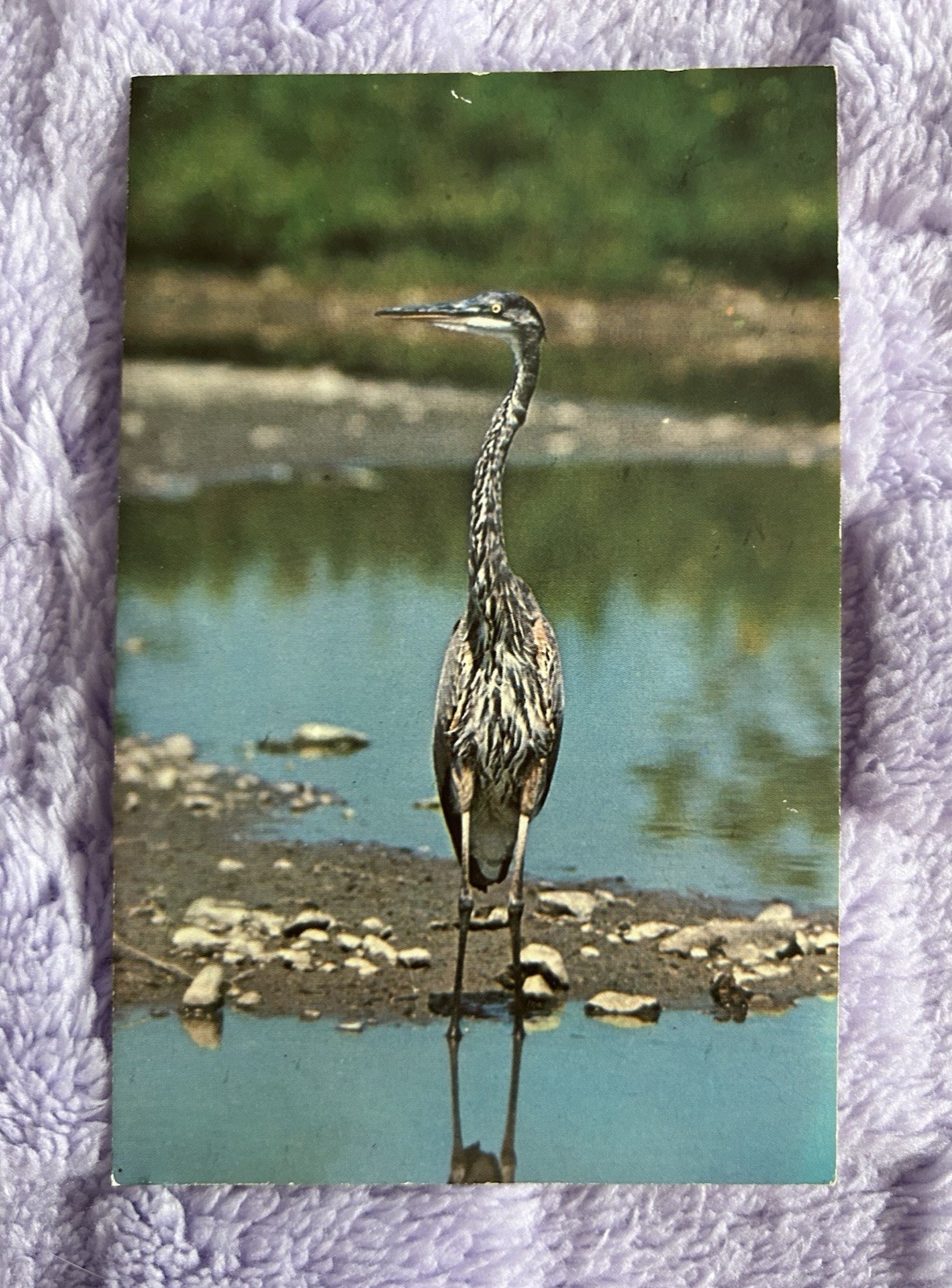Vintage Great Blue Heron Postcard Ithaca NY Unused c. 1960